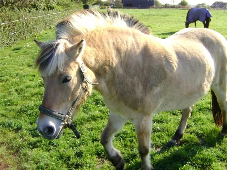 Fjordhest Fila billede 18