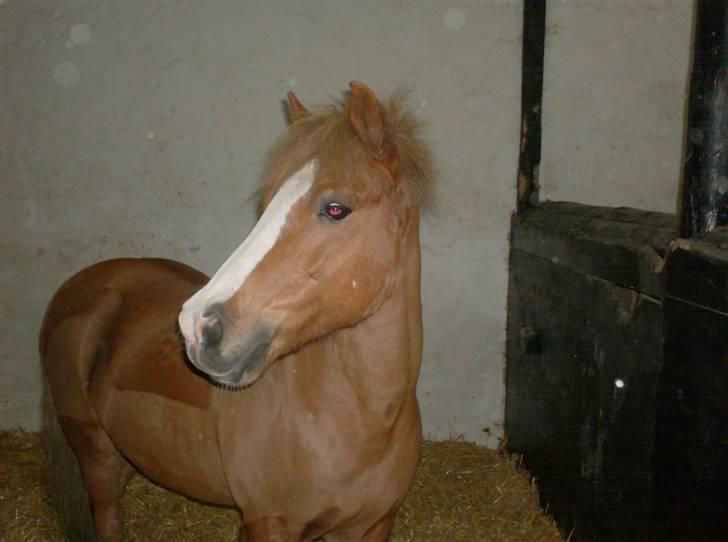 Welsh Pony af Cob-type (sec C) Rafa-L billede 11