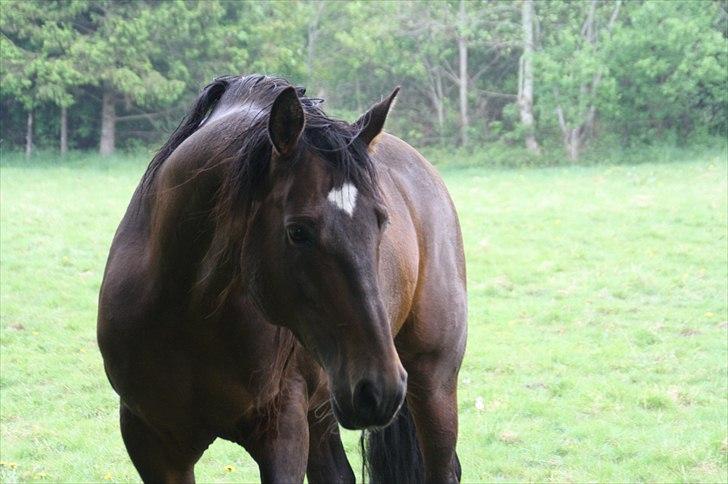 Dansk Varmblod skovvejens Mikado RIP Min vild hest ;')<3 - Velkommen til min Hjerte hests profil håber i vil kikke med :b <3 billede 1