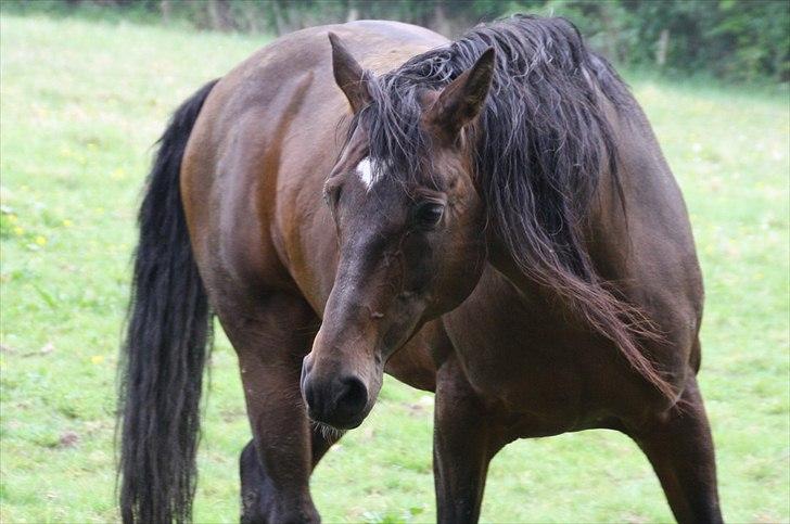 Dansk Varmblod skovvejens Mikado RIP Min vild hest ;')<3 - lange man  billede 2