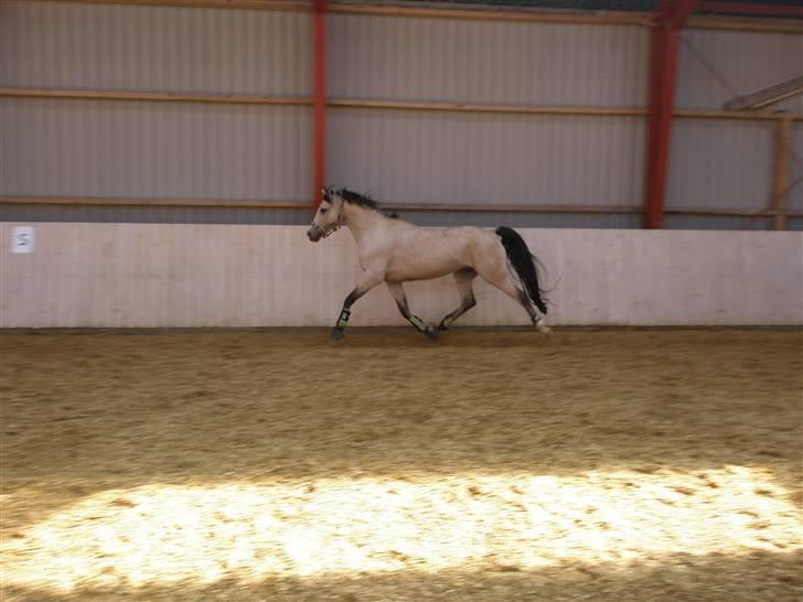 DSP Blanke - Solgt - Lækker Trav billede 12