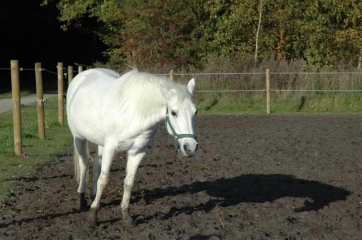 Anden særlig race »Olivia†RIP†MinDrøm*: ‹3 - 12. Når vi en dag ses igen er jeg i himlen ! ;´I <3 foto: MCL<3 Fordi du var dejligst i; billede 12