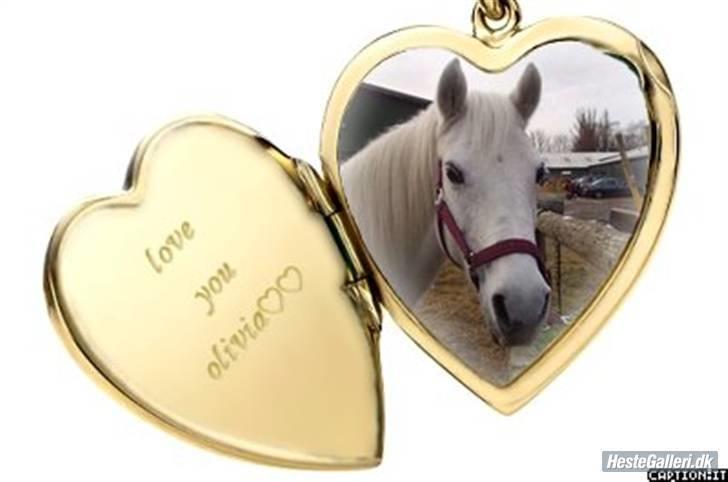 Anden særlig race »Olivia†RIP†MinDrøm*: ‹3 - 13. Når vi en dag ses igen er jeg i himlen ! ;´I <3 foto: MCL <3 Du var alt /; <33 billede 13