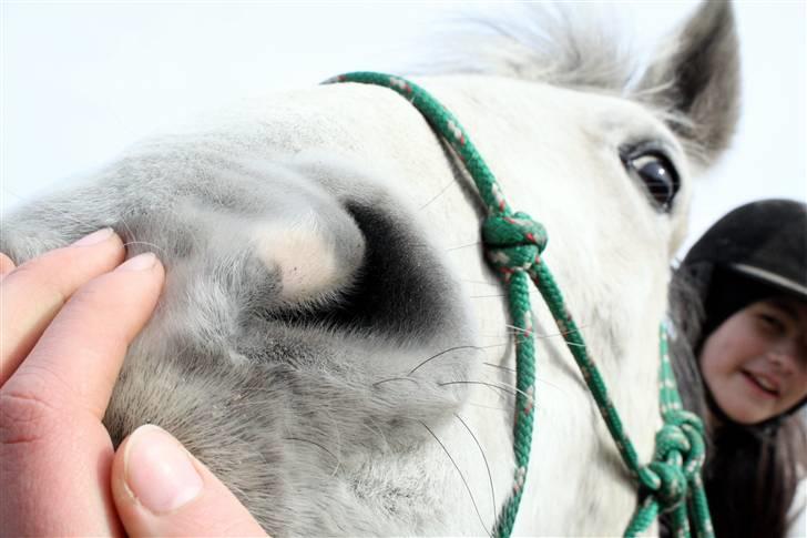 Pura Raza Española Gubi - Evigt Fri <3 - NR: 11 // endnu et bevis på at min hest ikke er helt normal :b dato: 14/3-09 - TAK LYKKE ! 8] billede 11