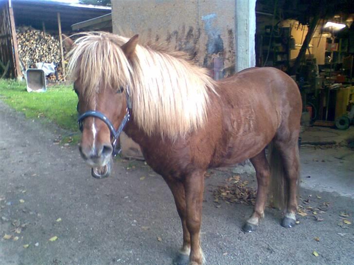 Islænder Svala fra Bonderup billede 13