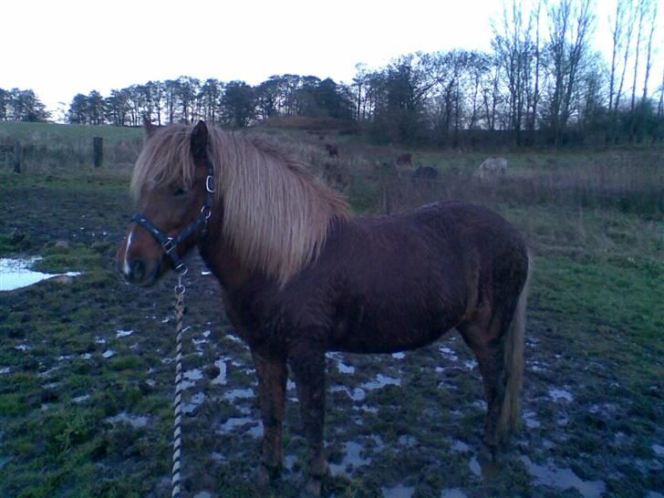 Islænder Svala fra Bonderup billede 14