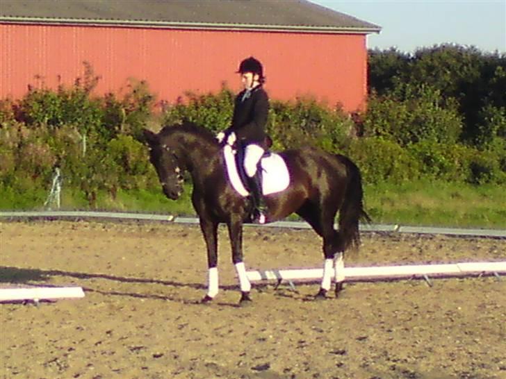 Anden særlig race Fromsmindes Effino. SOLGT billede 13