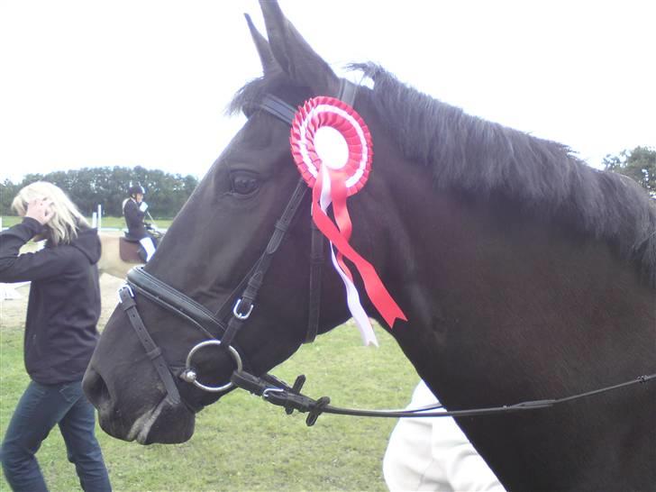 Anden særlig race Fromsmindes Effino. SOLGT billede 14