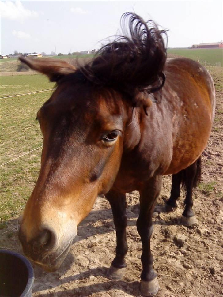 New Forest /Pinto   Celine -  Cille  - 9/4-09 . Shake, shake, shake it  :) billede 6