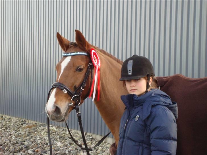 Hollandsk Sportspony Luna Stauslykke - ,Luna stauslykke&mig første plads i LC1 i Hedensted rideklub billede 16