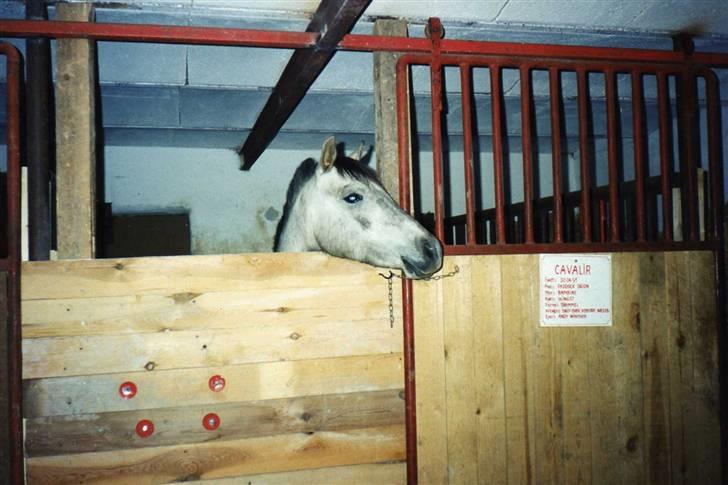 Anden særlig race Cavalir - Her er Kalle som ung han ligner meget sin far;)  billede 6