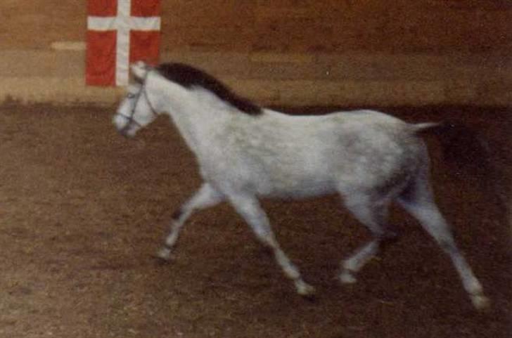 Anden særlig race Cavalir - Denne smukke hingst er så kalles gamle far, Paddock. billede 8