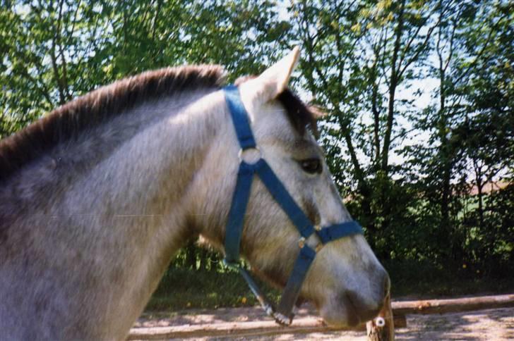 Anden særlig race Cavalir - Ja her er det jo så ham igen, og flot er han, også dengang. billede 9