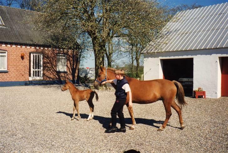 Anden særlig race Cavalir - Så kan det vel ikke siges tydligere, min nutteværdi var i top fra jeg var føl,  det er tydeligt at selv rødt klædte mig. billede 10