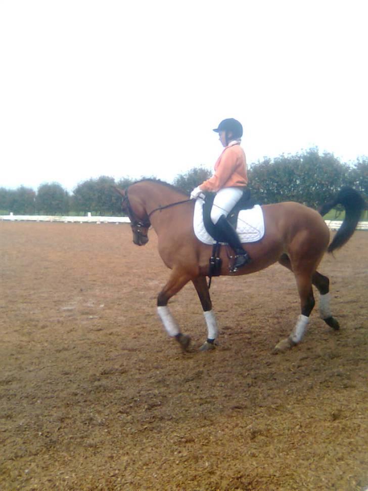 Hollandsk Sportspony Margriet - Solgt billede 9