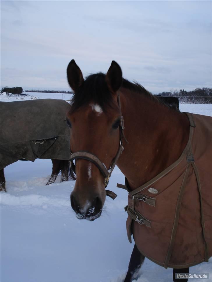 Hollandsk Sportspony Margriet - Solgt - Hvis jeg kunne beholde dig til min død, gjorder jeg det! :-* Mit et & alt. billede 11