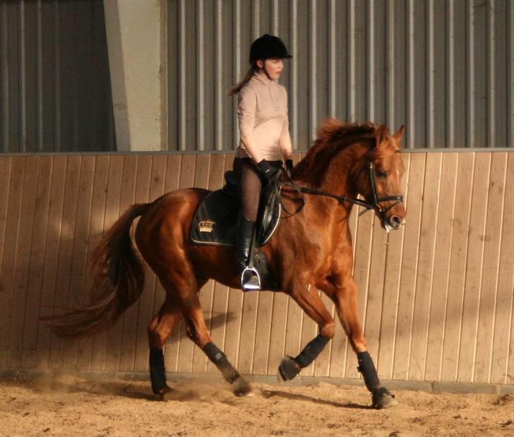 DSP Golden Empire - Velkommen til Golden Empire´s profil <3 billede 1