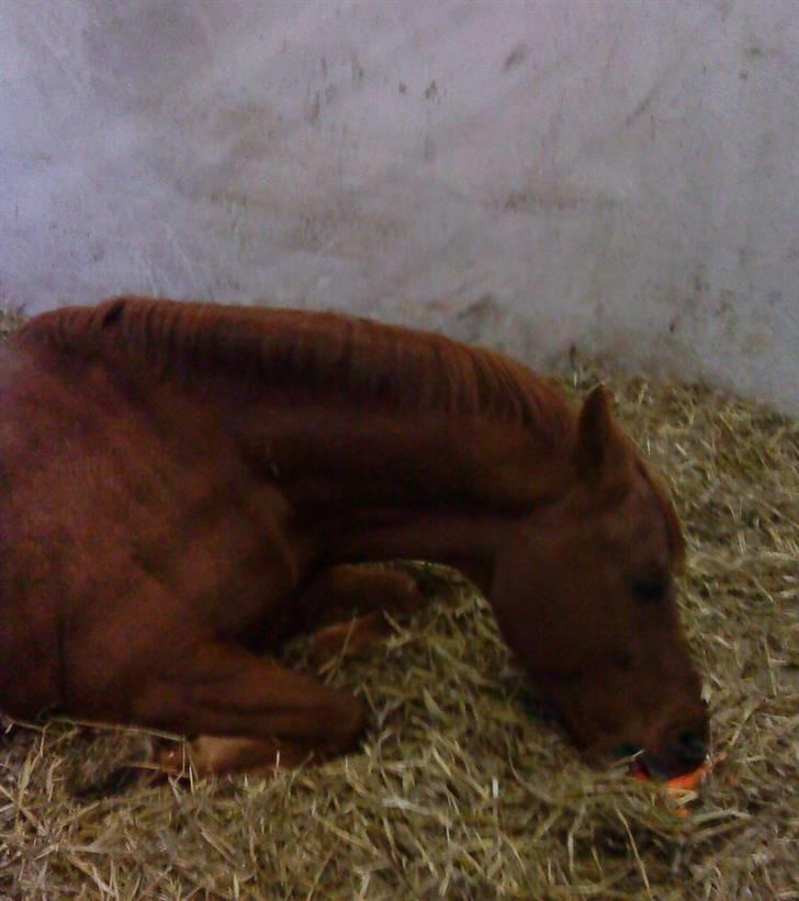 DSP Golden Empire - Empire for morgenmad på sengen q: billede 2