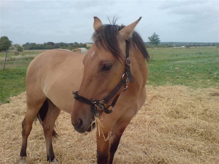 Anden særlig race Rico *Solgt* - Rico<3 billede 1