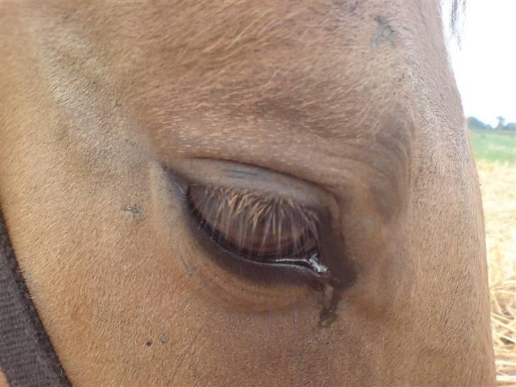 Anden særlig race Rico *Solgt* - Hans skønne øjn billede 2