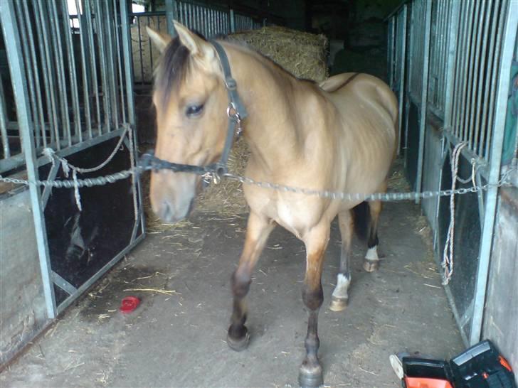 Anden særlig race Rico *Solgt* - Rico i stalden<3 billede 3