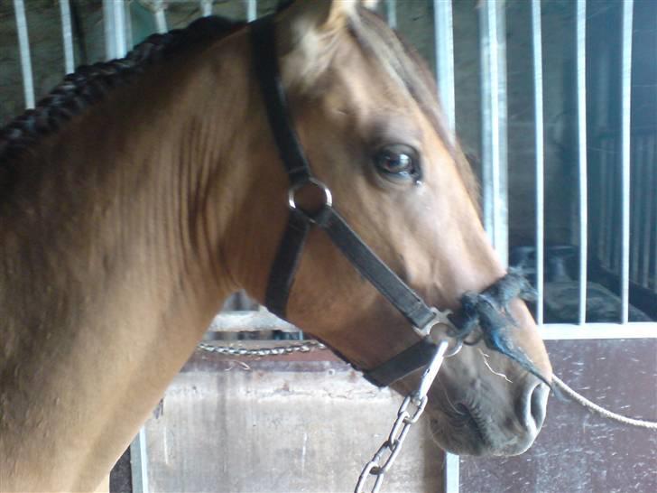 Anden særlig race Rico *Solgt* - Rico<3 billede 4