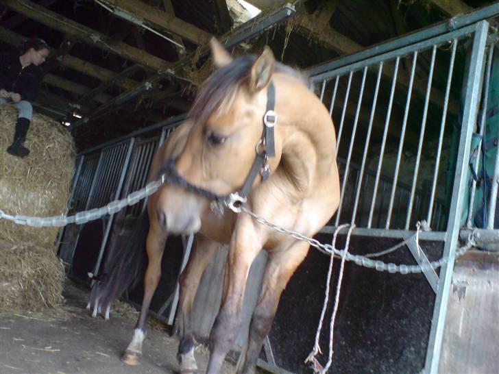 Anden særlig race Rico *Solgt* - Sidder Sara stadig bag dig, hva´ Rico?<3 billede 5