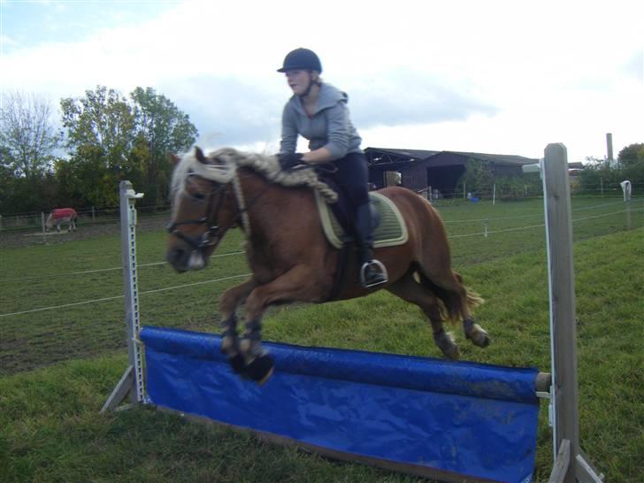 Haflinger JULIANE Á ROSENDAL billede 15