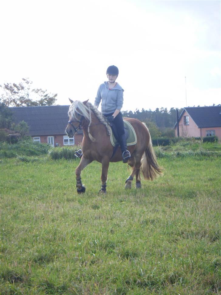 Haflinger JULIANE Á ROSENDAL billede 16