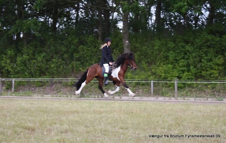 Islænder Vængur fra Brunum - vængur og mig til fm billede 3
