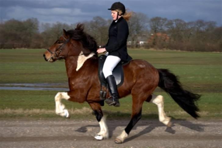 Islænder Vængur fra Brunum - Vængur og mig marts.. billede 7