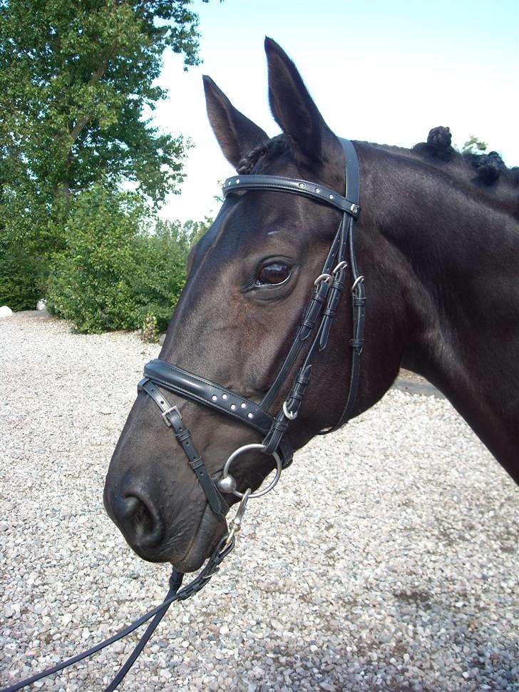 Oldenborg Rokas Noir - Rokas til kåring (2009) billede 1