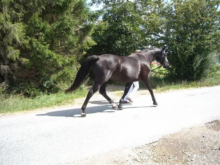 Oldenborg Rokas Noir - Kåring (2009) billede 3
