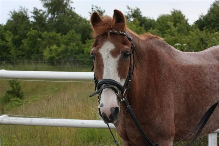 New Forest Rasmus           AFLIVET - billedet er taget af hesteportreat.dk billede 1