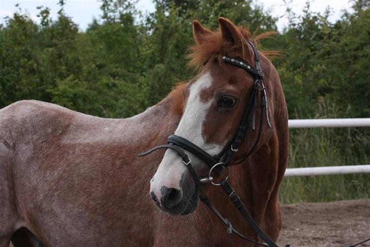 New Forest Rasmus           AFLIVET - billedet er taget af hesteportreat.dk
-Man kan ikke ligefrem se her han er 32 år gammel;)  billede 2