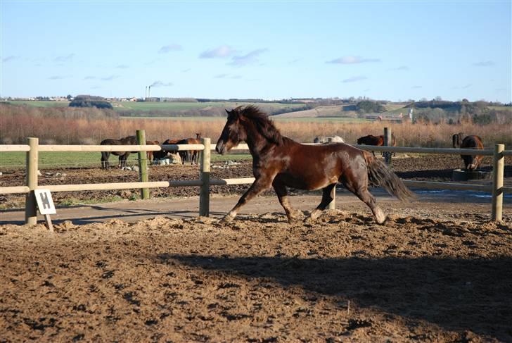 Welsh Cob (sec D) Dreamlover - den går fantastisk ! billede 2