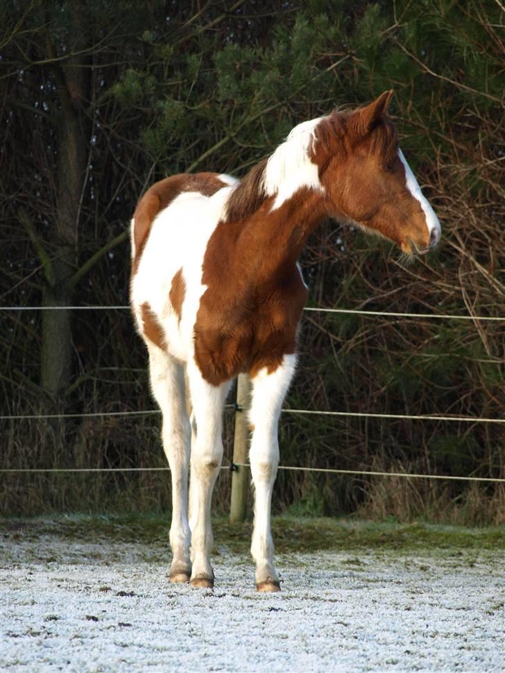 Paint Im a big Investment/Hope - - 7. Januar 09 billede 6