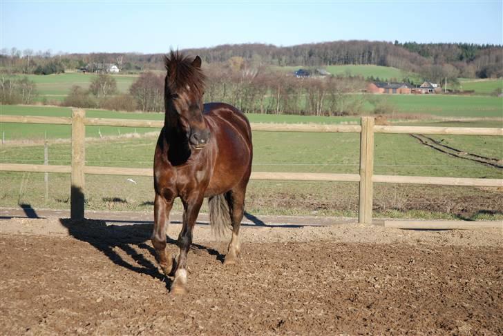 Welsh Cob (sec D) Dreamlover - se lige hvor et nuddet hoved han kan lave :)          billede 3