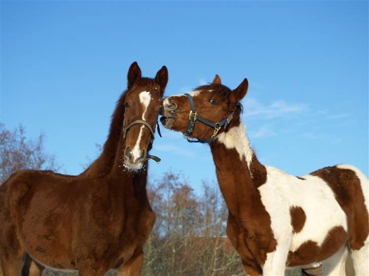 Paint Im a big Investment/Hope - - 8. Hope med hendes veninde Rubine. Februar 09 billede 7