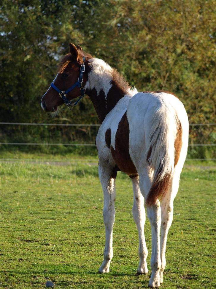 Paint Im a big Investment/Hope - - 9. Hope i de første dage jeg havde hende. Oktober 08 billede 8