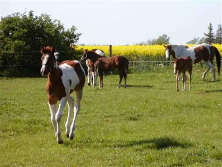 Paint Im a big Investment/Hope - - 10. Hope på marken med hendes gamle venner. Forår 08 billede 9