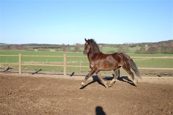 Welsh Cob (sec D) Dreamlover - hans ganarter dem kan man ikke brokke sig over :) billede 4