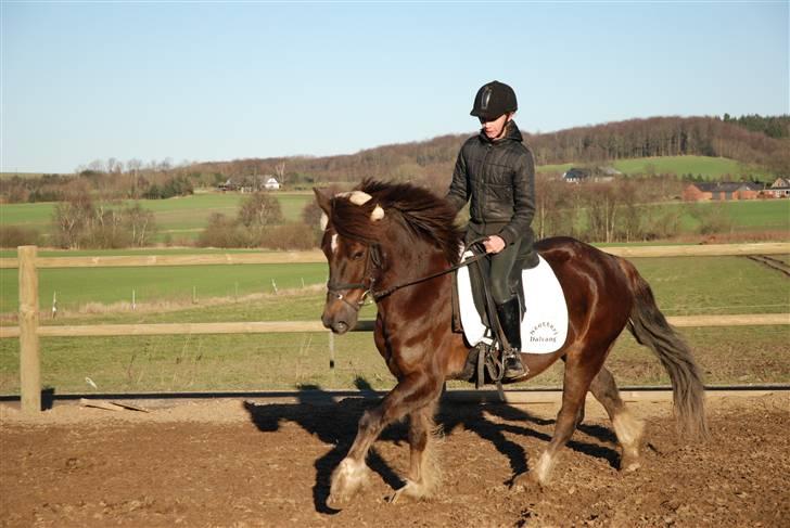 Welsh Cob (sec D) Dreamlover - se lige man kan ikke andet end elske den pony ! billede 6