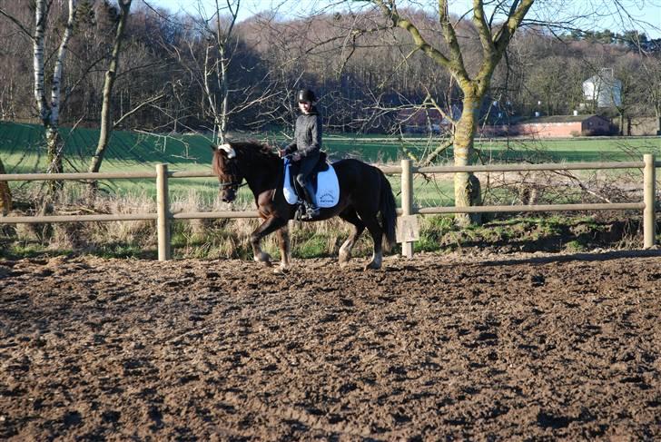 Welsh Cob (sec D) Dreamlover - du er så samarbejdtsvilig billede 8