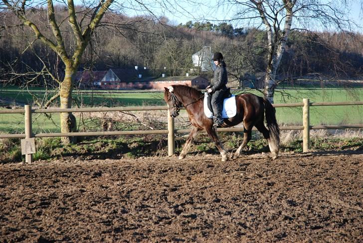 Welsh Cob (sec D) Dreamlover - han er super dejlig ! billede 10