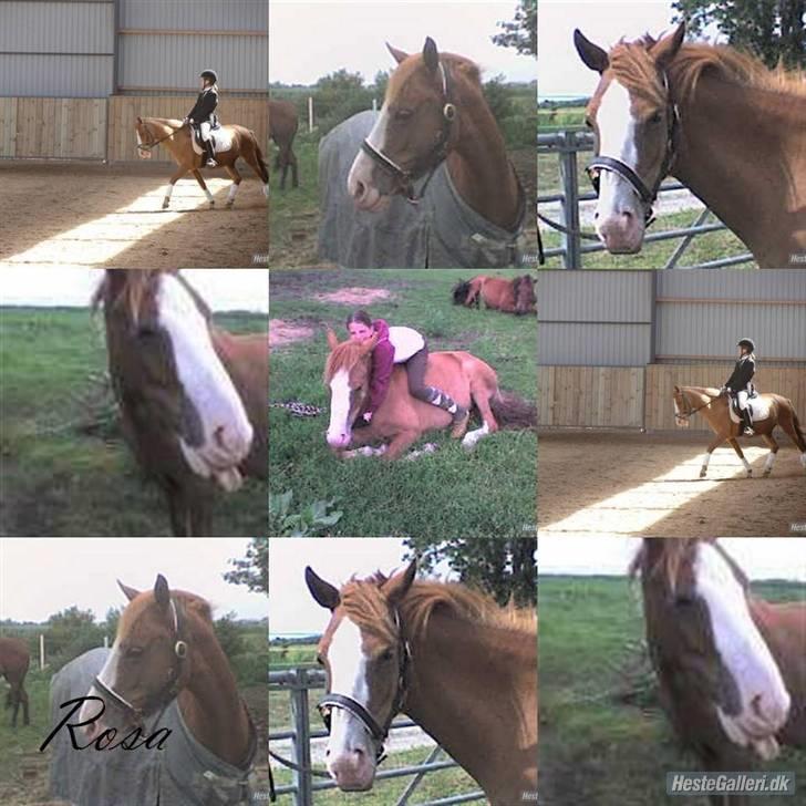 Anden særlig race Rosa R.I.P billede 17