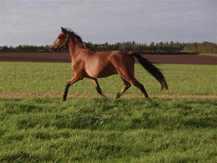 Anden særlig race Belockey billede 15
