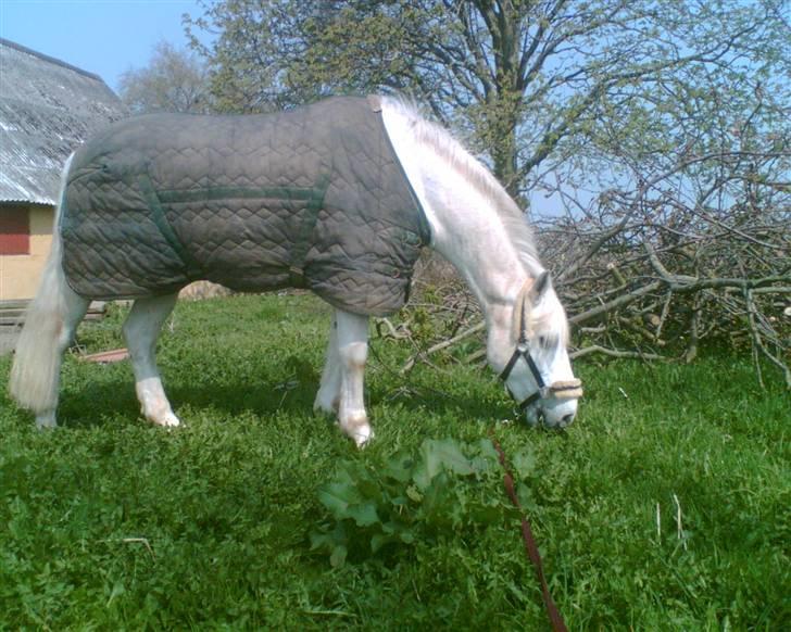 Connemara Nørlunds Sweet Dream   - Velkommen til Sweety´s profil. :D billede 1