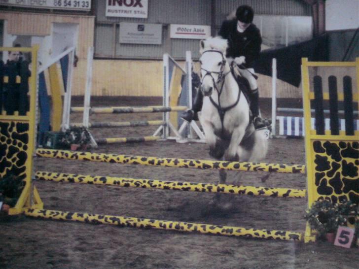 Connemara Nørlunds Sweet Dream   - Til vores sidste stævne. billede 2