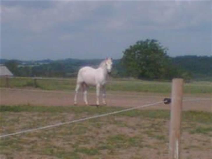 Connemara Nørlunds Sweet Dream   billede 3